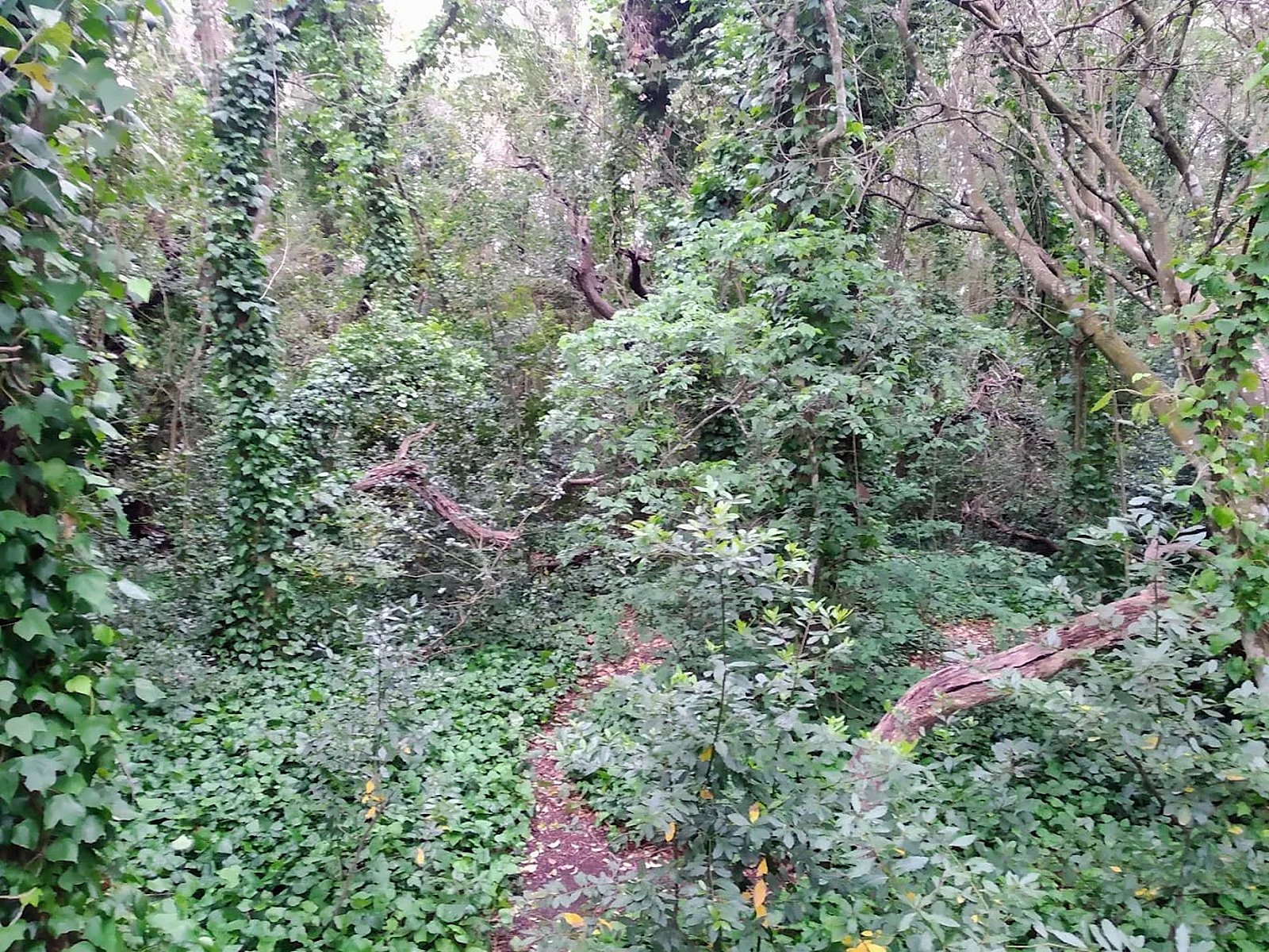 Sendero entre monte nativo cubierto de hiedra en Punta Indio
