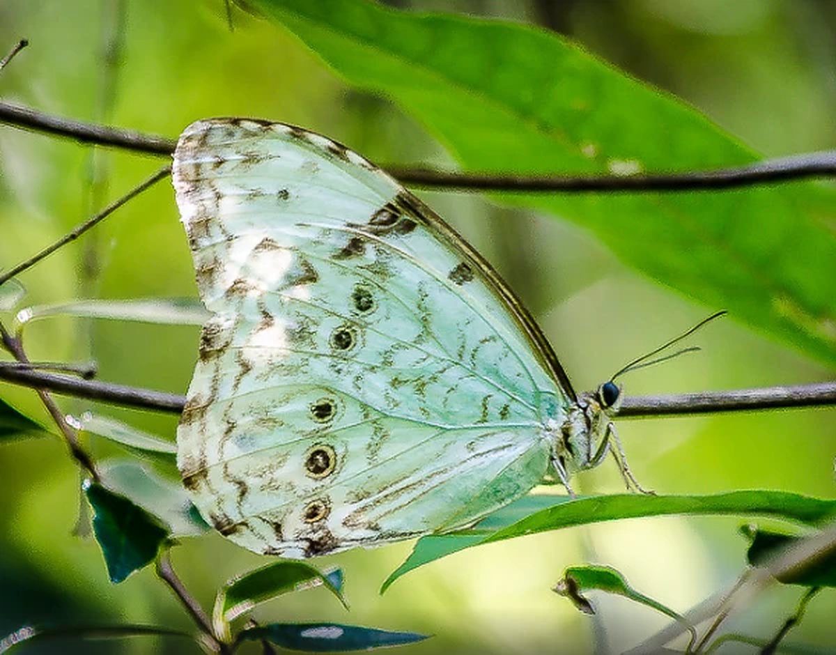 Mariposa Bandera Argentina posada entre hojas