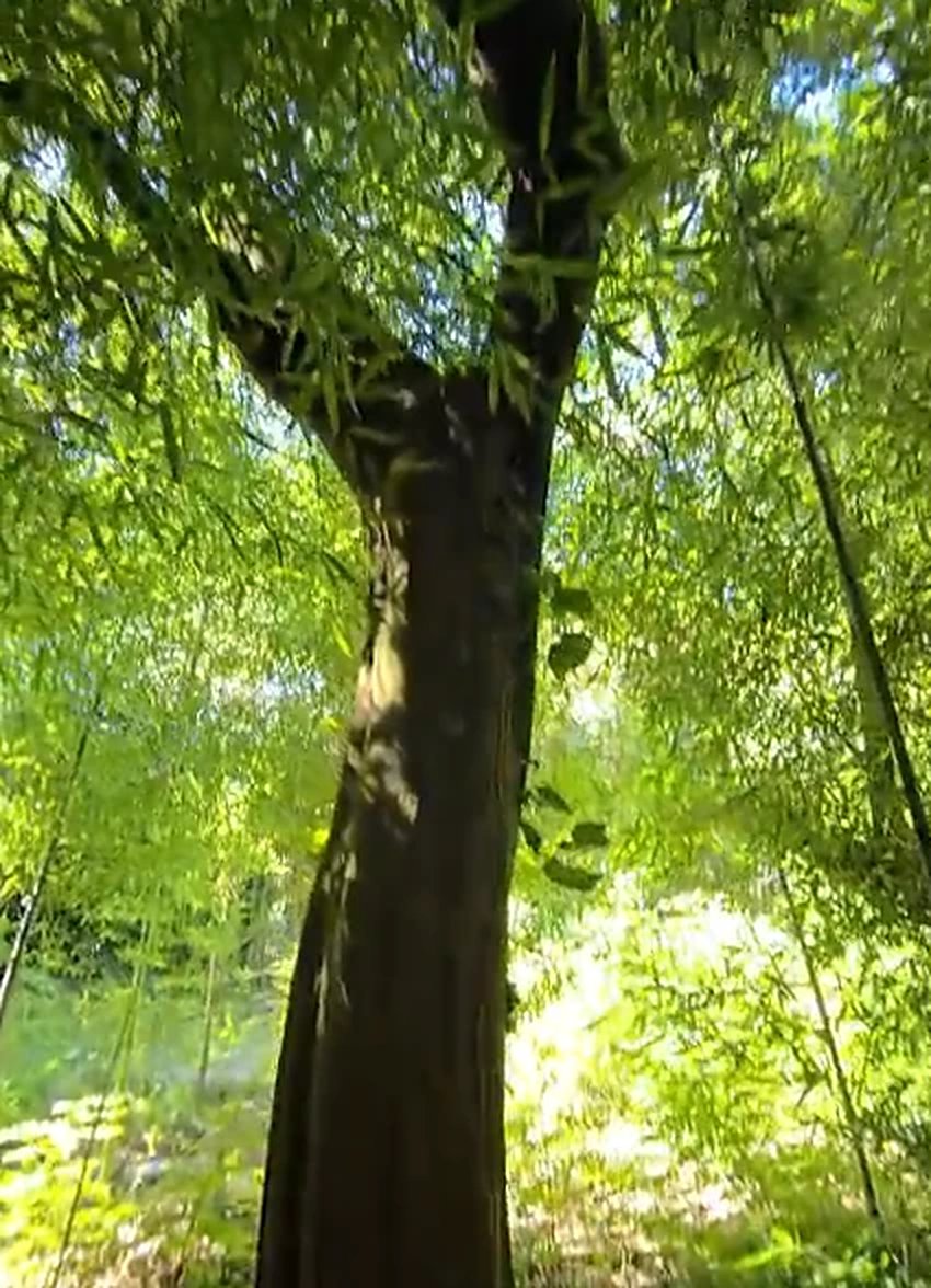 Arbol y bambu del monte nativo mirando hacia arriba