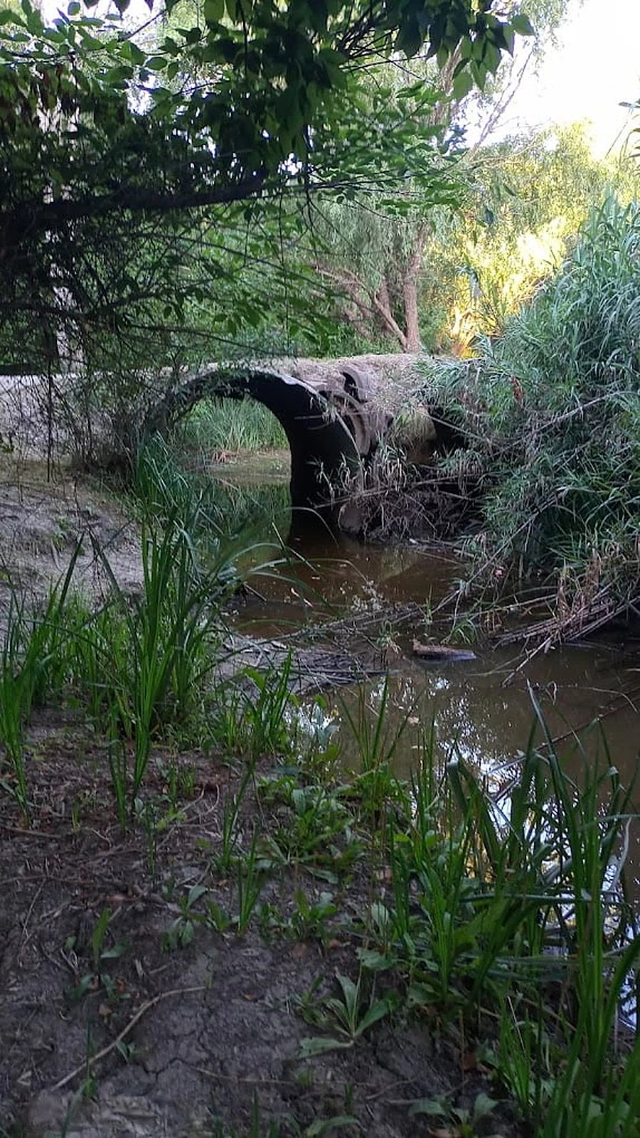 Puente de ladrillo sobre un arroyo rodeado de vegetacion
